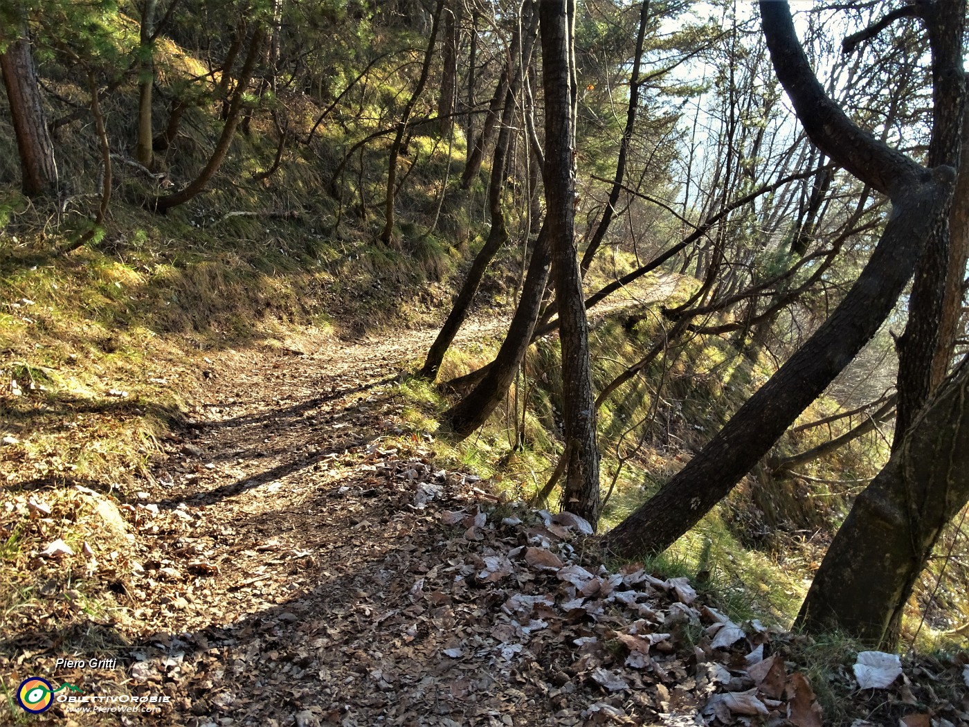 25 Sent. 561 in lungo saliscendi nel bosco di prevalenti carpini neri.JPG